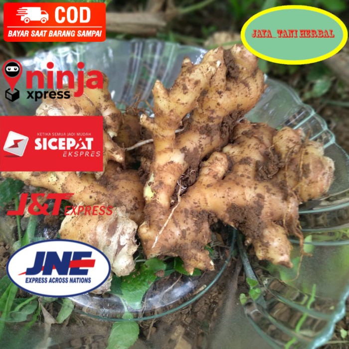

Jahe emprit segar organik jaya_tani herbal