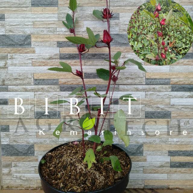 Bibit Rosella Merah/ Rosela Merah/Tanaman Rosela Merah