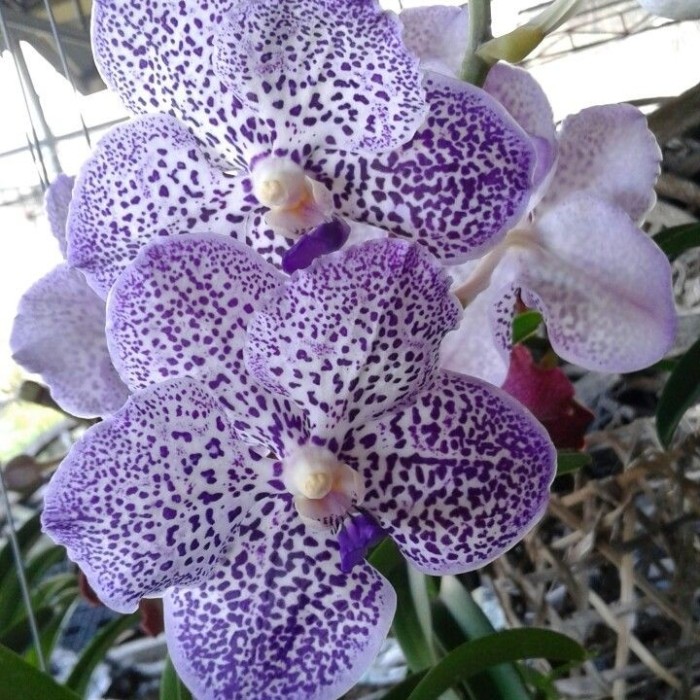 Anggrek Dendrobium Purple White - Blue Eyes