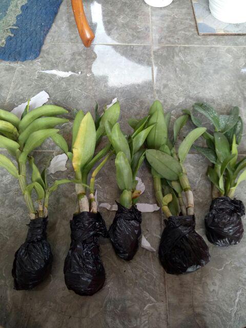 Anggrek Dendrobium Seddling Murah