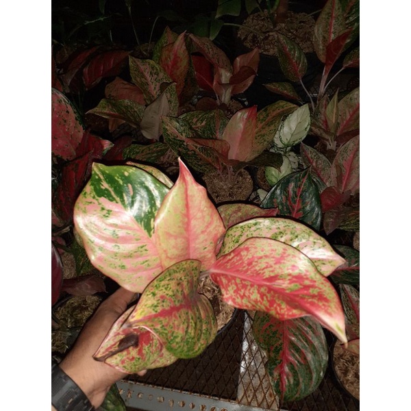 Aglaonema bidadari