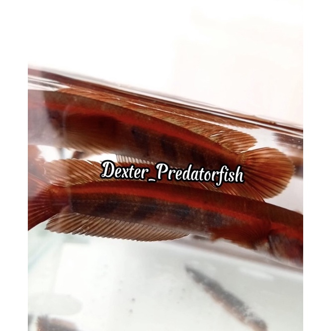 SUPER RED LEMPUYANG GRADE A++