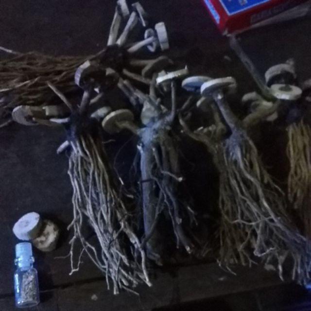 Carpet Seed Hair Grass Mini 3ml