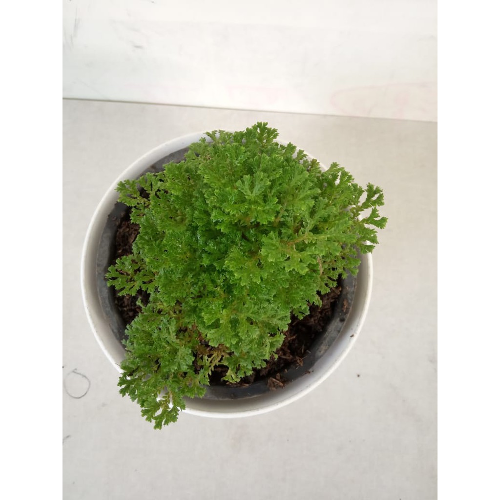 tanaman hias indoor lumut papua mossfern Shopee Indonesia tanaman hias indoor lumut papua mossfern Shopee Indonesia