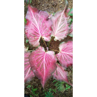 Keladi Pink ramla Bibit