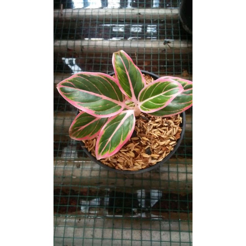 tanaman hias aglonema lottus kw / lipstik klasik