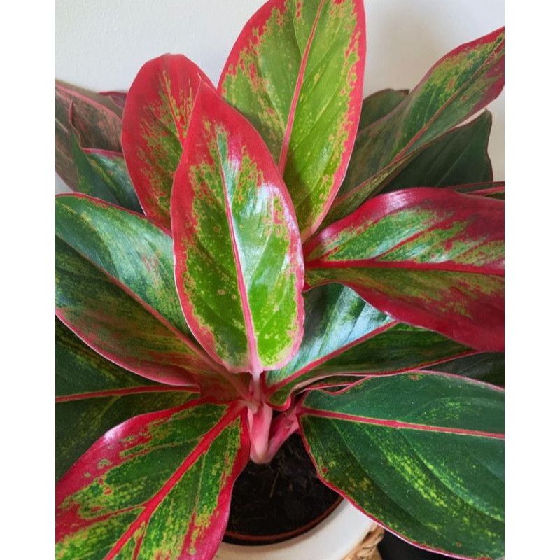 aglonem lipstik merah /Aglaonema siyam Aurora /aglonema red lipstick