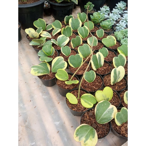 kaktus sukulen/hoya love varigata