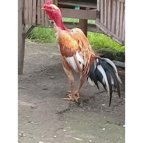 

telur ayam saigon untuk di tetaskan