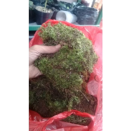 lumut hutan (lumut hutan)