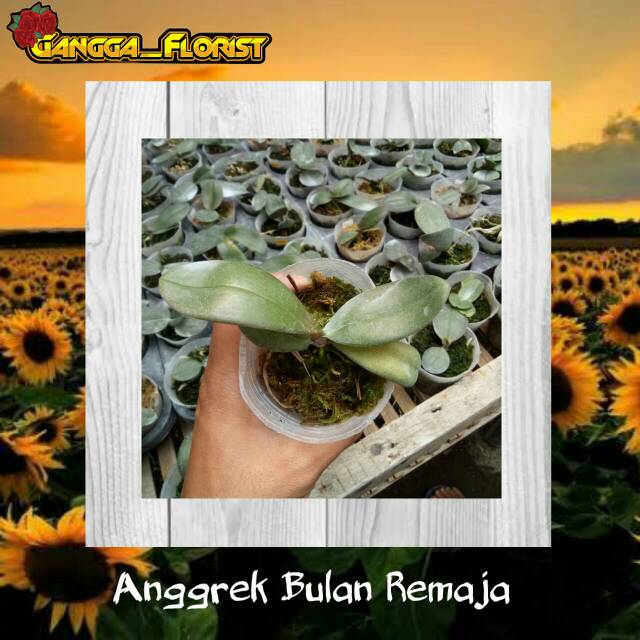 BIBIT TANAMAN ANGGREK BULAN REMAJA