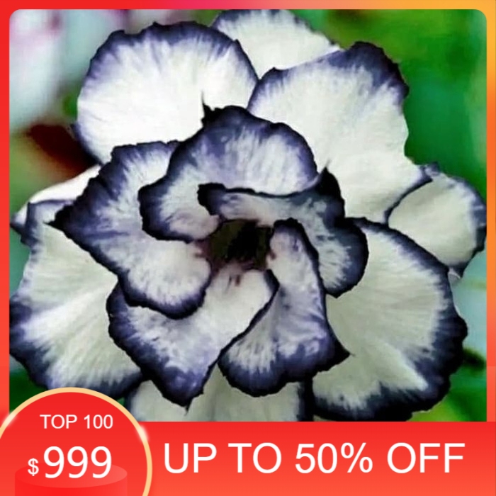 

Bibit bunga kamboja adenium rare black desert rose