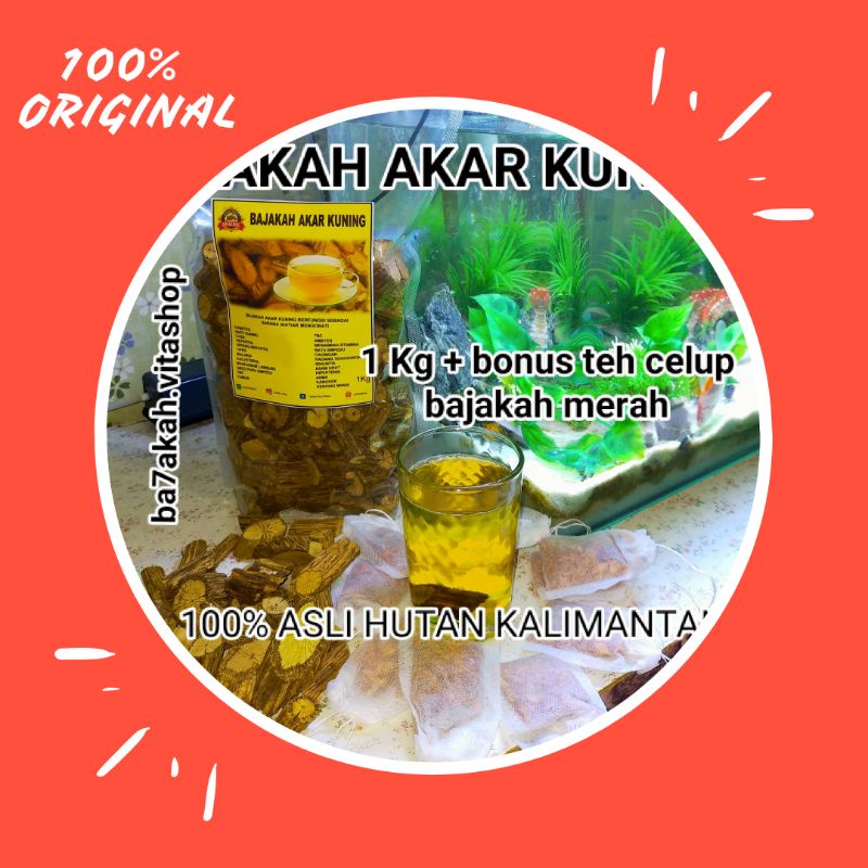 

Bajakah akar kuning n Akar bajakah kalalawit merah asli kalimantan