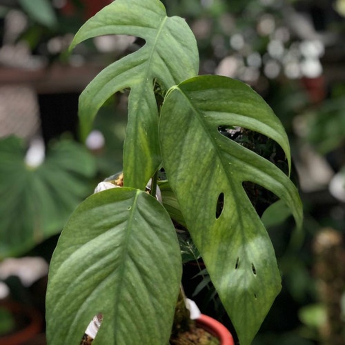 Epipremnum Cebu Blue