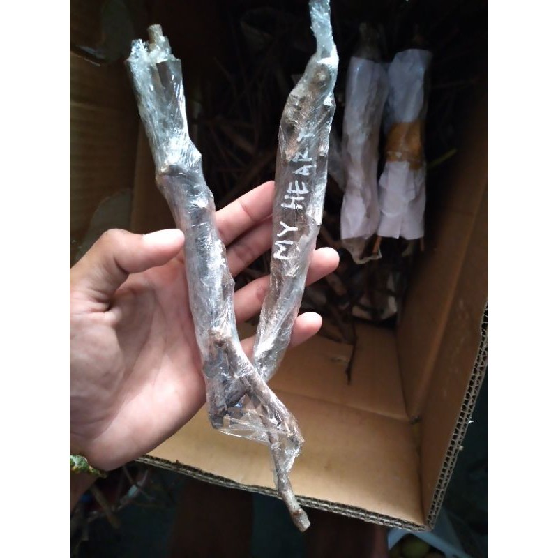 cutting anggur import