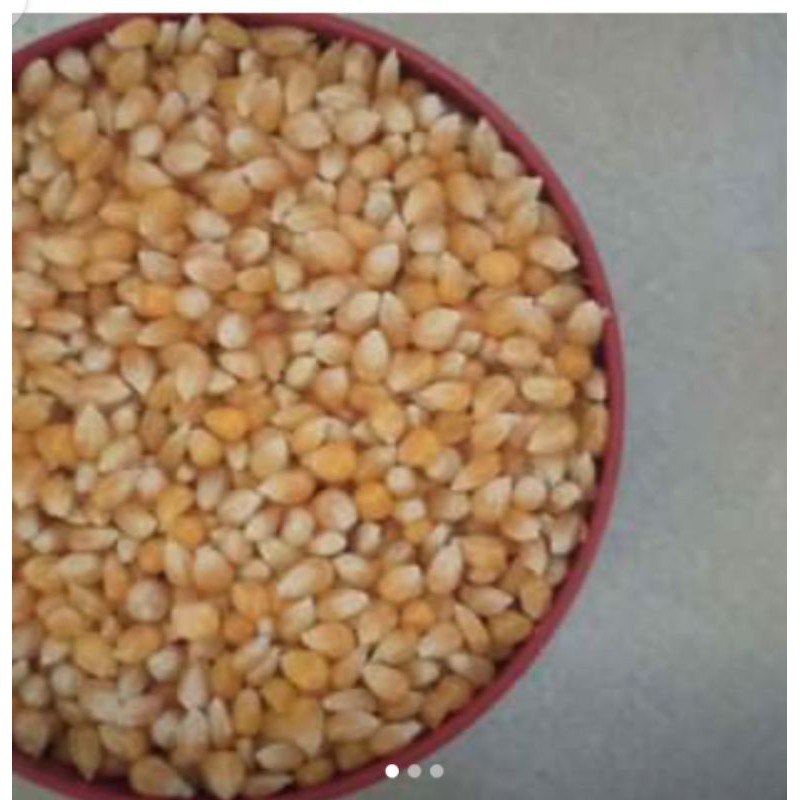 

jagung popcorn 1kg