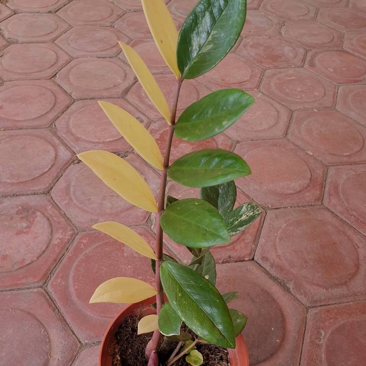 Tanaman hias Zamia Varigata / Zamia dolar Variegata / culcas variegata