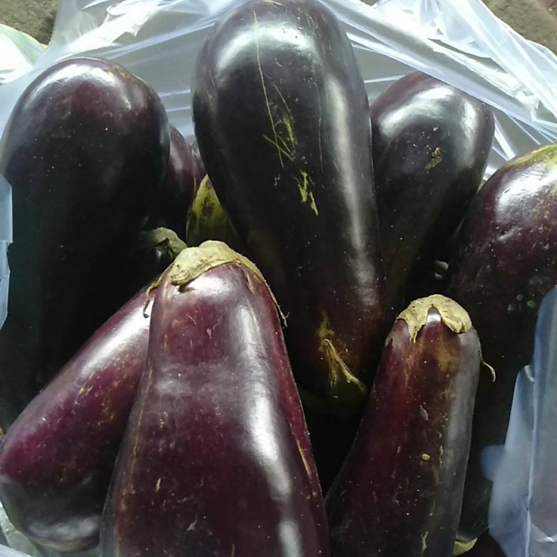 

Terong Ungu Eggplant Sayuran segar habis petik minim order 2kg @