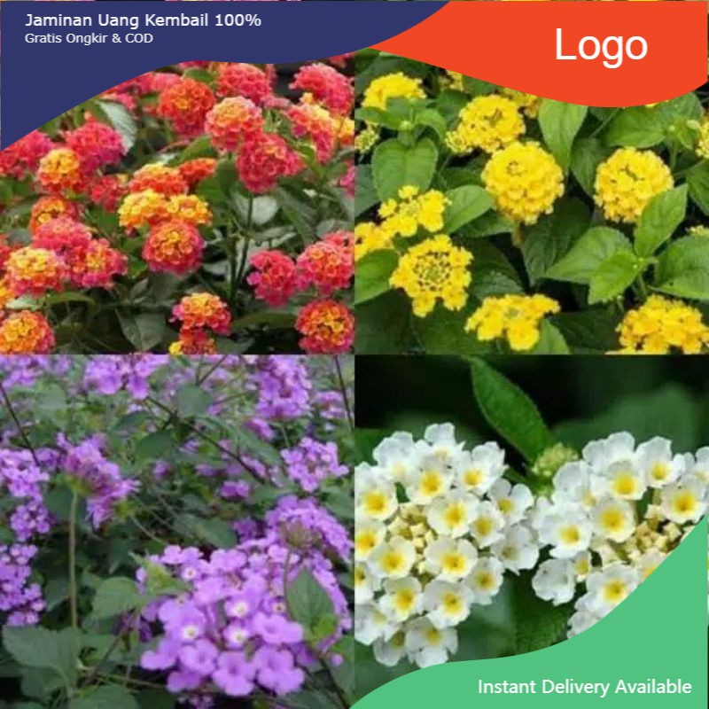 (Murah Lebay)Bunga Lantana cemara tanaman hias paket 4 warna 4 pohon Tanaman hias hidup lantna