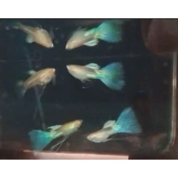 guppy blue grass pasangan