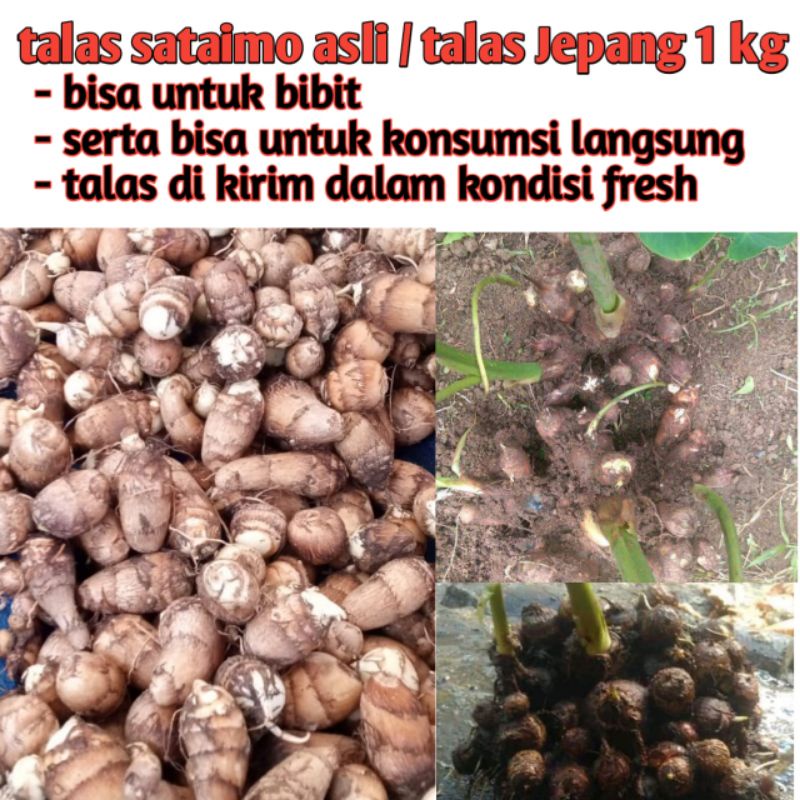 

umbi talas sataimo asli / talas jepang 1 kg