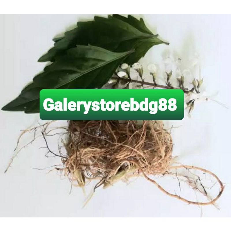 

Akar kumis kucing segar khusus akarnya saja 200 gram-az