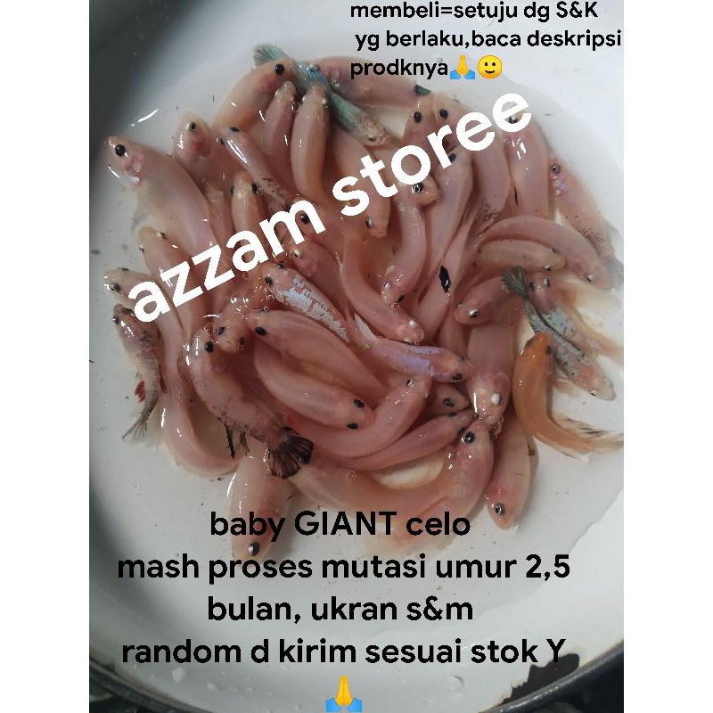 cupang cello giant cupang baby giant usia 2,5buln cupang cello baby giant murah