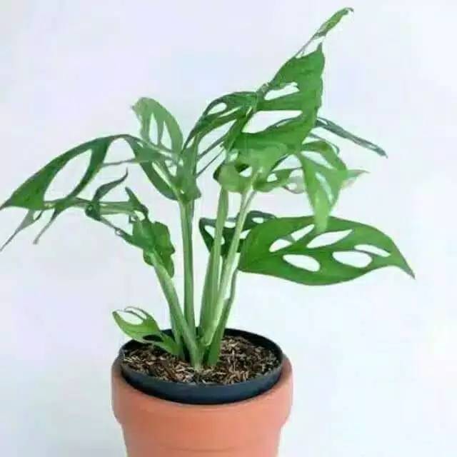 Tanaman hias hidup janda bolong