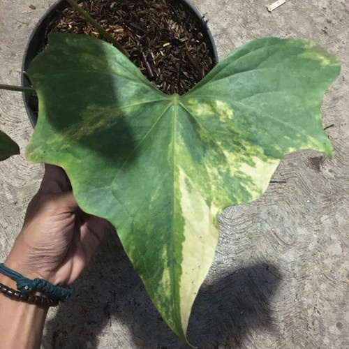 Tanaman Hias Anthurium Pterodactyl Variegata