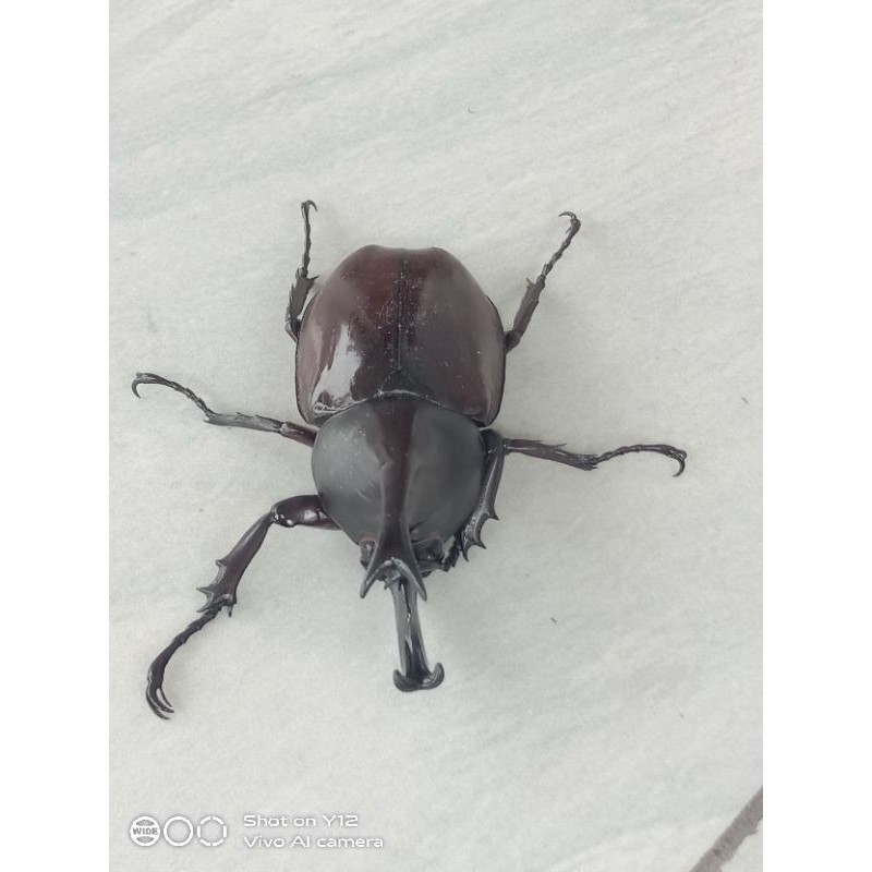 Kumbang Tanduk / Xylotrupes Gideon