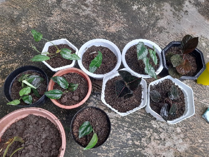 Alocasia Silver Sp Sumut