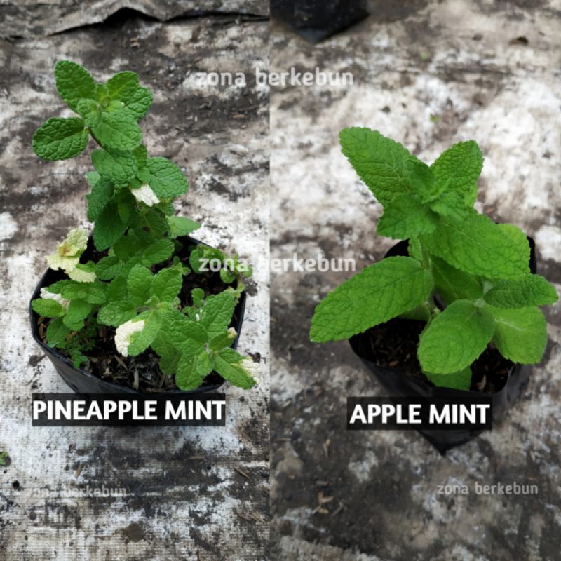 DAUN MINT PAKET 1 TANAMAN PINEAPPLE MINT DAN APEL MINT