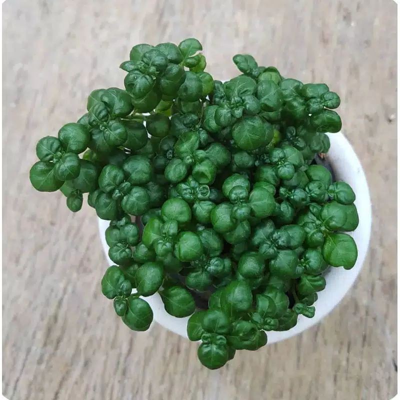 Krokot Curly | Krokot Mini Hijau
