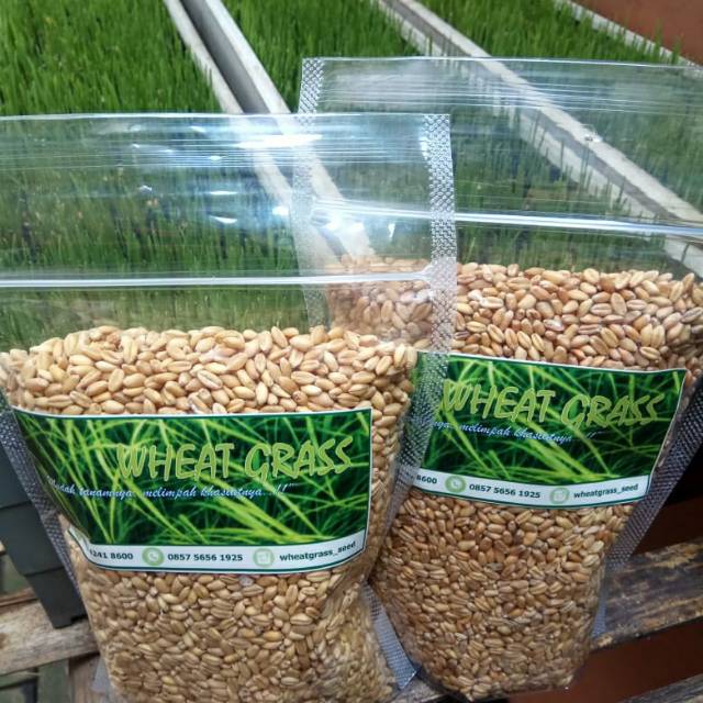 Benih Rumput Gandum Wheatgrass Seed Tropis 250 Gram Benih Rumput Gandum Wheatgrass Seed Tropis 250 Gram
