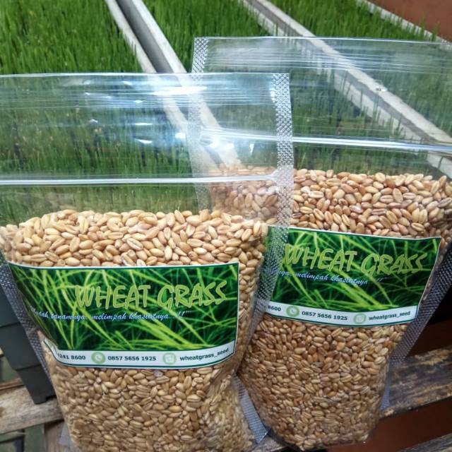 Benih Rumput Gandum  Wheatgrass Seed Tropis 250 Gram 