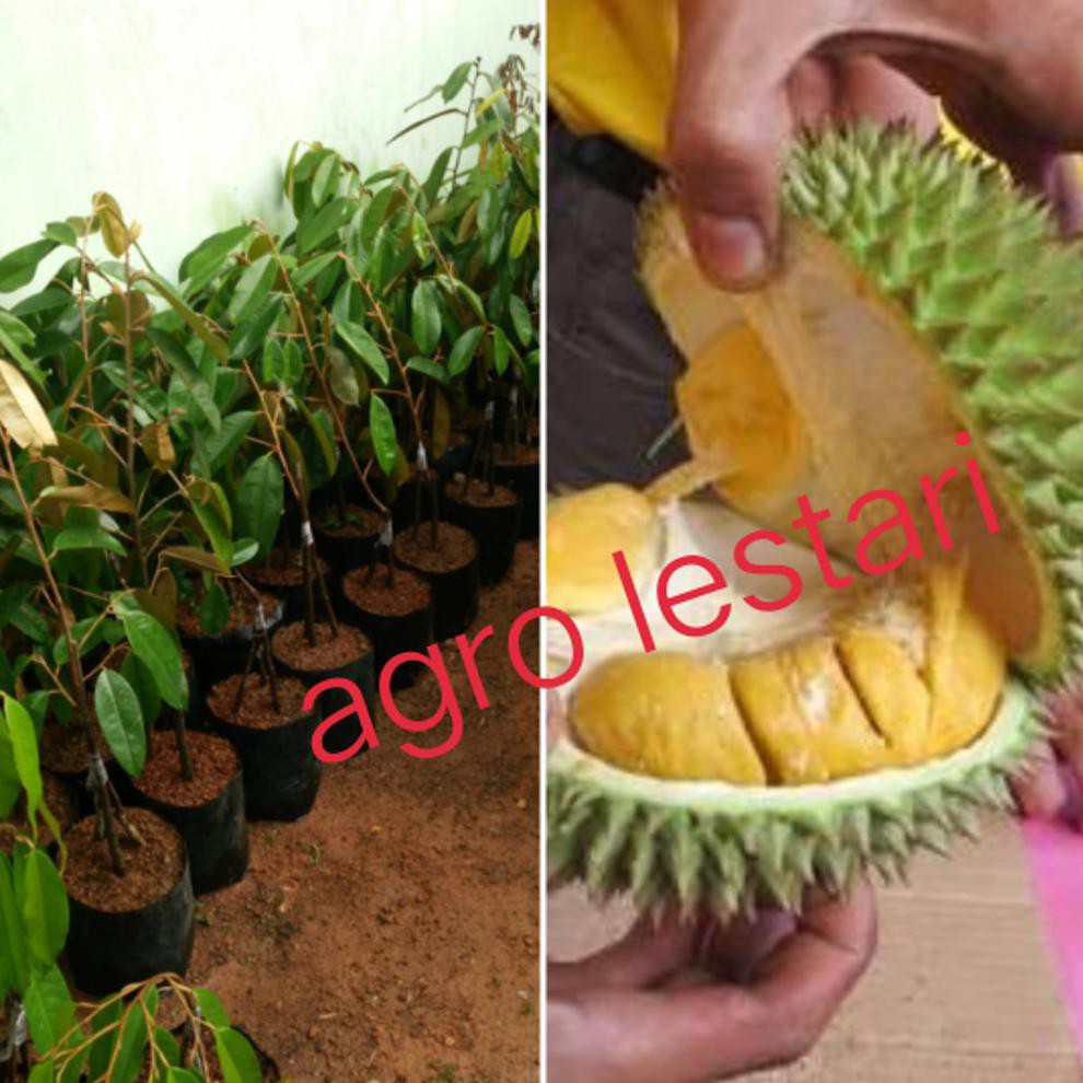 =£1 Bibit Durian Tembaga Kaki Tiga Super *_*
