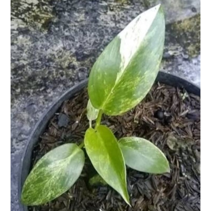 Philo Marble Gigantium Variegata