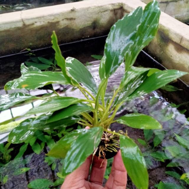 Tanaman aquascape Wabikusa Anubias Sp