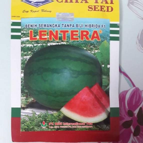SALEE.. Benih semangka non biji Lentera (20 gram)