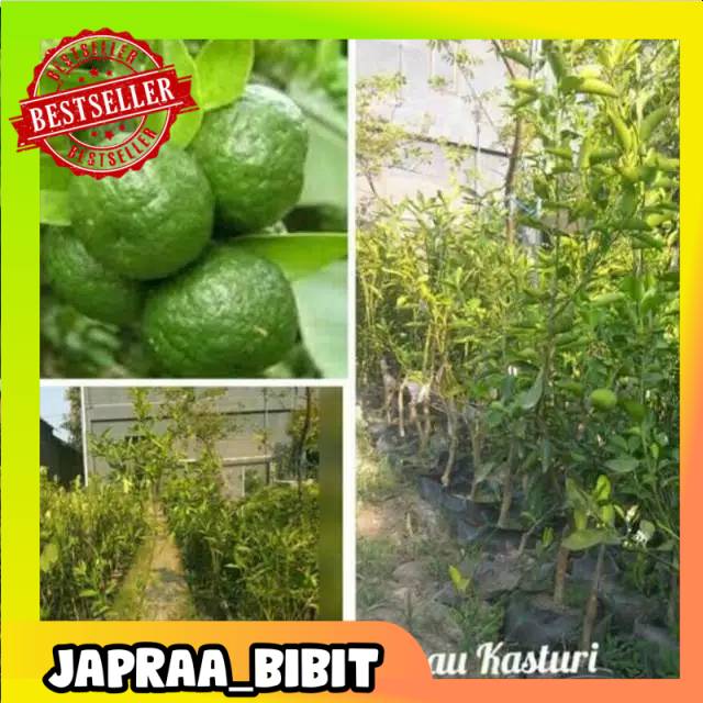 

BIBIT JERUK LIMAU KASTURI JERUK SAMBAL