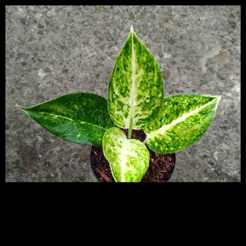 Bibit/anakan Aglonema bigroy putih