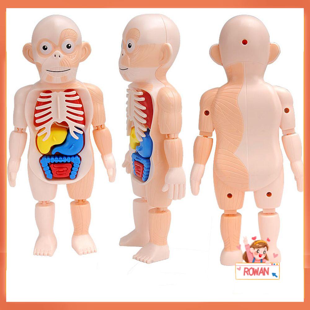 R-flower Mainan Puzzle Rakitan Model Organ Tubuh Manusia 3D DIY