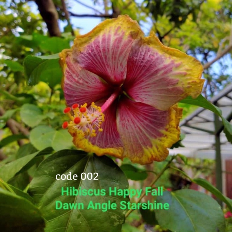 Bibit Bunga Hibiscus Happy Fall Dawn Angel Starshine Sepatu Hibiscus Nusantara CODE 002
