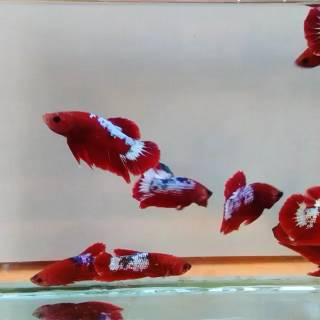 Ikan Cupang  Hellboy FCCP  Full Block Shopee Indonesia