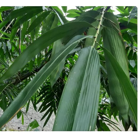 

DAUN BAMBU SEGAR ISI 100 LEMBAR