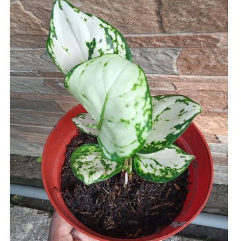 tanaman hias aglonema super white import MURAH