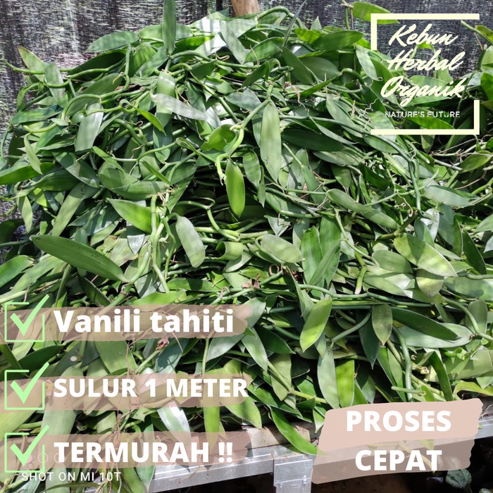 Bibit vanili stek panili tahiti tahitiens 1 meter solusi bibit terbaik