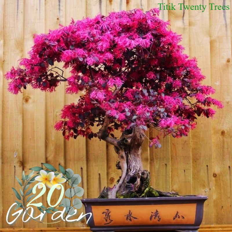 Tanaman bahan bonsai serut merah - vitalum - pitalum - clorovitalum / tanaman hias hidup / tanaman hias / tanaman gantung / tanaman hias gantung / tanaman hias murah / tanaman hias hidup murah / pohon hias