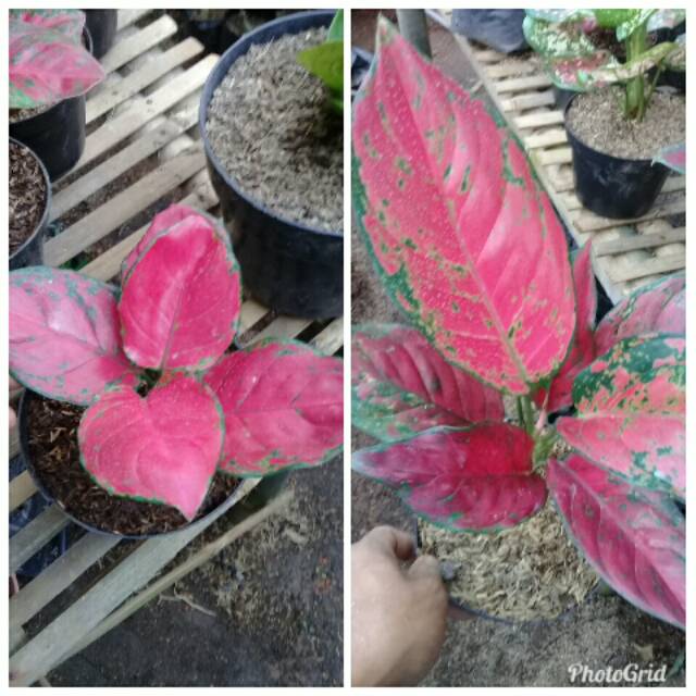 Bunga  aglonema  red  anjemani dan red  venus  Shopee Indonesia  Bunga  aglonema  red  anjemani dan red  venus  Shopee Indonesia