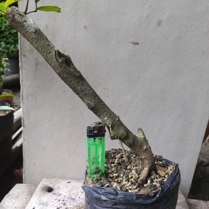 Bahan bonsai Ficus Ampelas putih mame.